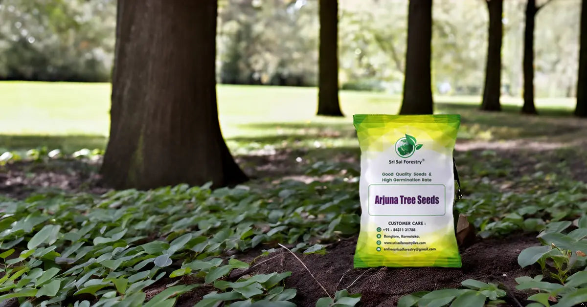 Arjuna Seeds for Planting -Terminalia SRI SAI FORESTRY