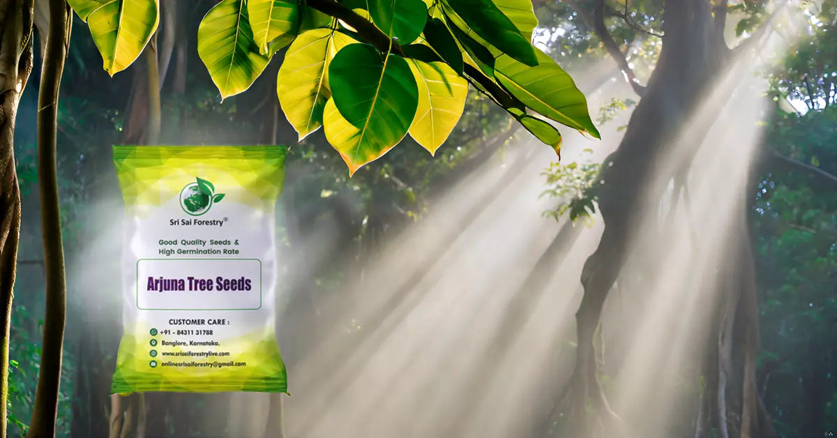 Arjuna Seeds for Planting -Terminalia SRI SAI FORESTRY
