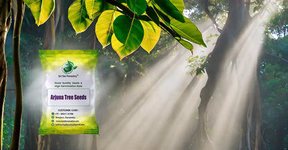 Arjuna Seeds for Planting -Terminalia SRI SAI FORESTRY