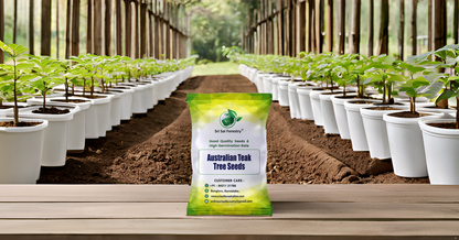 Australian Teak Tree Seeds (Acacia Mangium) – For Landscaping and Timber Growth SRI SAI FORESTRY