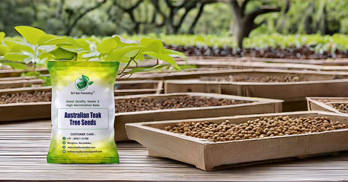 Australian Teak Tree Seeds (Acacia Mangium) – For Landscaping and Timber Growth SRI SAI FORESTRY
