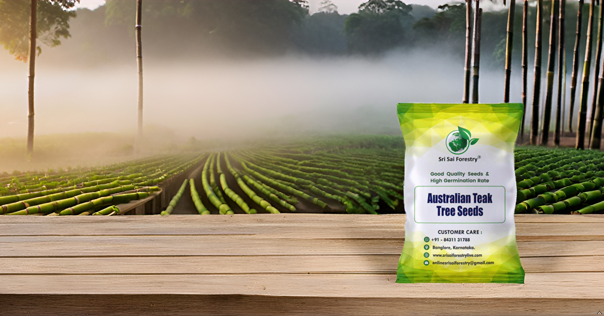 Australian Teak Tree Seeds (Acacia Mangium) – For Landscaping and Timber Growth SRI SAI FORESTRY