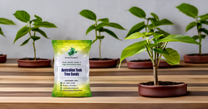 Australian Teak Tree Seeds (Acacia Mangium) – For Landscaping and Timber Growth SRI SAI FORESTRY