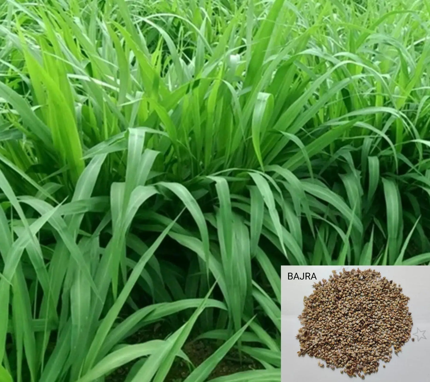 Bajra Napier Hybrid Grass Seeds | Multi Cut Grass Seed SRI SAI FORESTRY