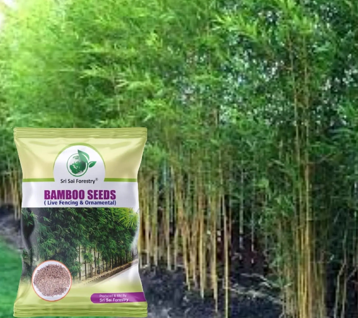 Bamboo Seeds Live Fencing for Home Garden | Ornamental  Bamboo Seeds SRI SAI FORESTRY