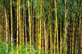 Bamboo Seeds Live Fencing for Home Garden | Ornamental  Bamboo Seeds SRI SAI FORESTRY