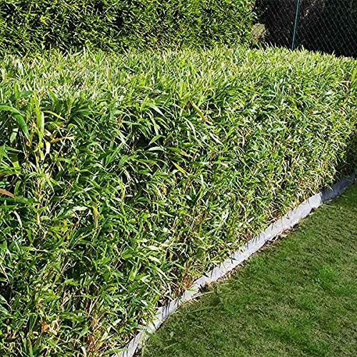 Bamboo Seeds Live Fencing for Home Garden | Ornamental  Bamboo Seeds SRI SAI FORESTRY