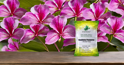 Bauhinia Purpurea Pink Orchid Tree Seeds Ornamental Plant Flower Seed for Avenue, Live Fencing SRI SAI FORESTRY