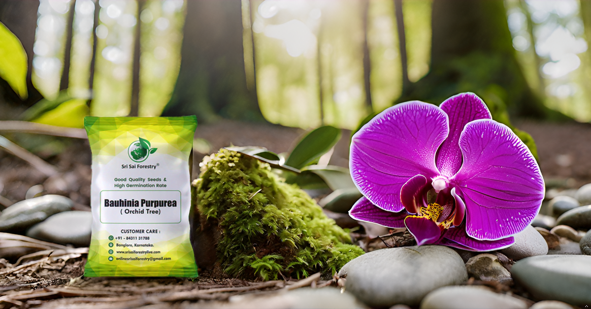 Bauhinia Purpurea Pink Orchid Tree Seeds Ornamental Plant Flower Seed for Avenue, Live Fencing SRI SAI FORESTRY