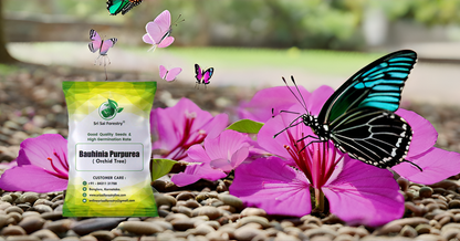 Bauhinia Purpurea Pink Orchid Tree Seeds Ornamental Plant Flower Seed for Avenue, Live Fencing SRI SAI FORESTRY