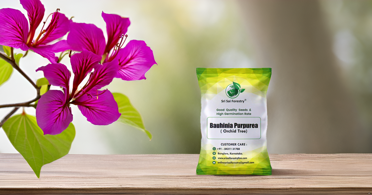 Bauhinia Purpurea Pink Orchid Tree Seeds Ornamental Plant Flower Seed for Avenue, Live Fencing SRI SAI FORESTRY