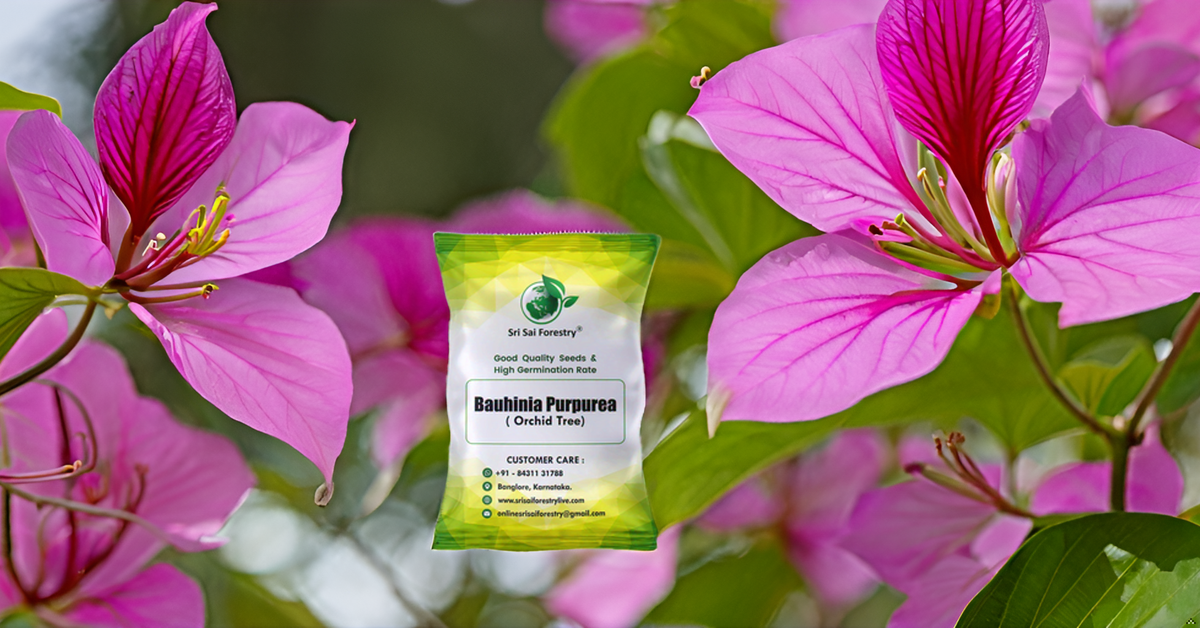 Bauhinia Purpurea Pink Orchid Tree Seeds Ornamental Plant Flower Seed for Avenue, Live Fencing SRI SAI FORESTRY