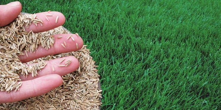 Bermuda Grass Seeds for Home Lawn SRI SAI FORESTRY