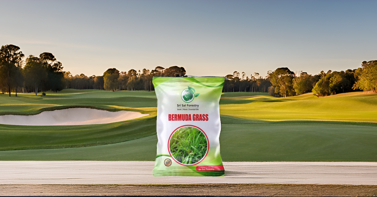 Bermuda Grass Seeds for Home Lawn SRI SAI FORESTRY