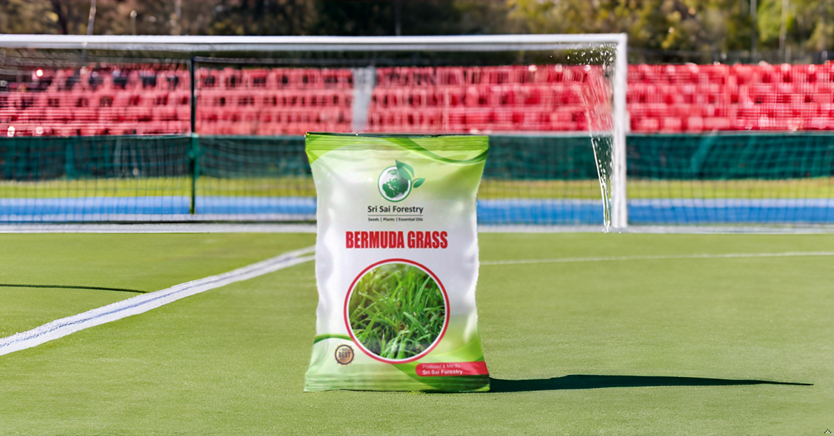 Bermuda Grass Seeds for Home Lawn SRI SAI FORESTRY