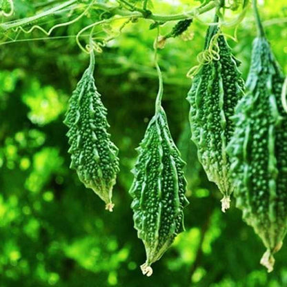 Bitter Gourd Seeds for Planting | Karela, Karelu, Pavara Kaiy, Kakara Kayi, Pavakka, Haagala Kaayi Vegetable Seed | High Yield Home Garden Seeds SRI SAI FORESTRY