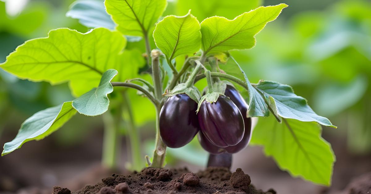 Round Brinjal Seeds for Planting&nbsp; | Eggplant | Begun | Kathirikai | Vankaya | Badanekai Vegetable Seeds | Terrace Balcony Kitchen Home Garden Planting SRI SAI FORESTRY
