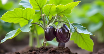 Round Brinjal Seeds for Planting&nbsp; | Eggplant | Begun | Kathirikai | Vankaya | Badanekai Vegetable Seeds | Terrace Balcony Kitchen Home Garden Planting SRI SAI FORESTRY
