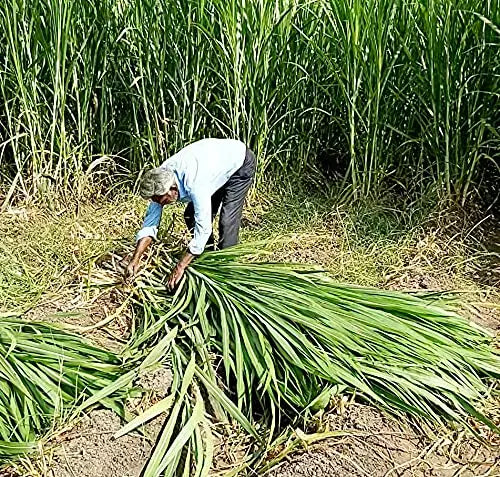 COFS 31 Grass Seeds Multi Cut Grass Seeds for Cow, Goat Grass Seeds SRI SAI FORESTRY