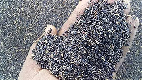 COFS 31 Grass Seeds Multi Cut Grass Seeds for Cow, Goat Grass Seeds SRI SAI FORESTRY