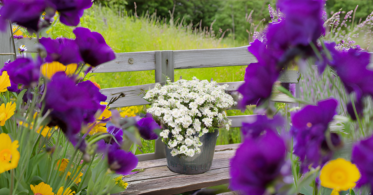 Candytuft Flower Seeds – Elegant Blooms for Your Garden, Balcony & Terrace SRI SAI FORESTRY