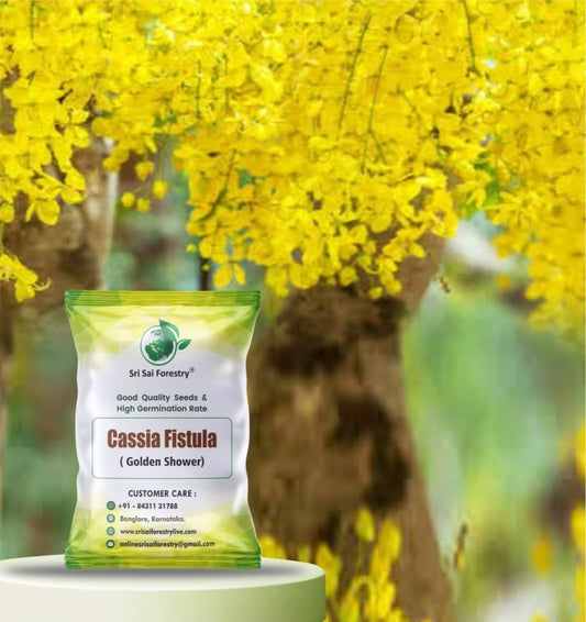 Cassia Fistula Tree Seeds – Grow the Glorious Golden Shower Tree! SRI SAI FORESTRY