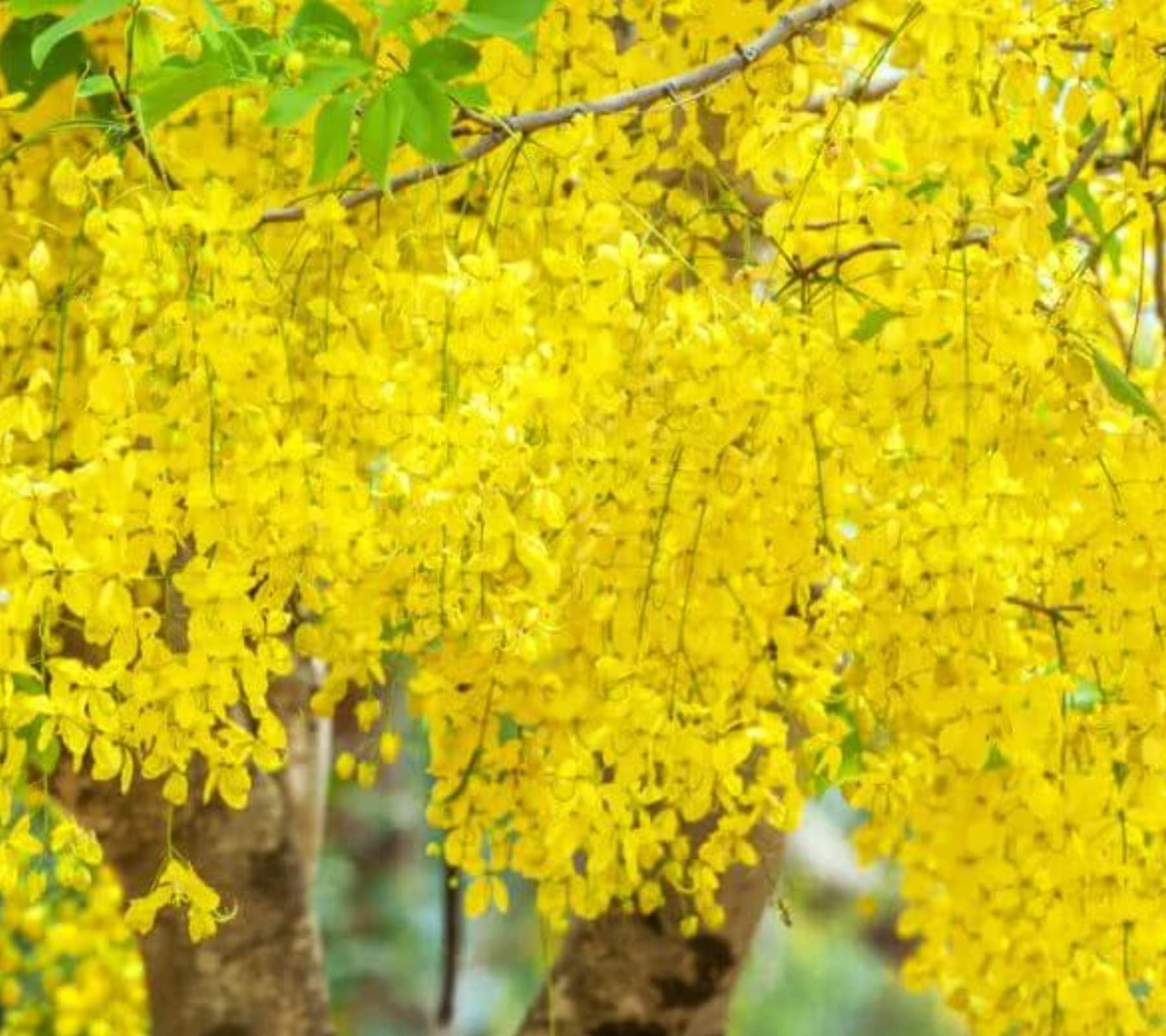 Cassia Fistula Tree Seeds – Grow the Glorious Golden Shower Tree! SRI SAI FORESTRY