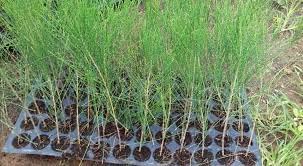 Casuarina Equisetifolia seeds (Pine seeds) SRI SAI FORESTRY