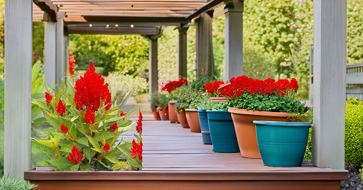 Celosia Flower Seeds – Mixed Color Ornamental Blooms for Your Home Garden SRI SAI FORESTRY