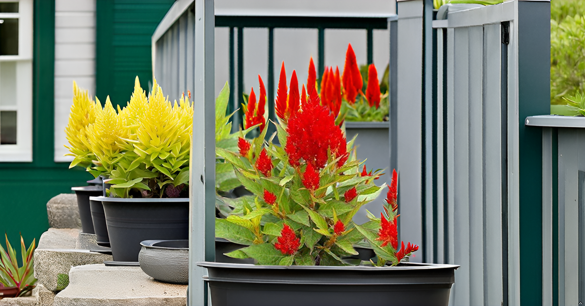 Celosia Flower Seeds – Mixed Color Ornamental Blooms for Your Home Garden SRI SAI FORESTRY