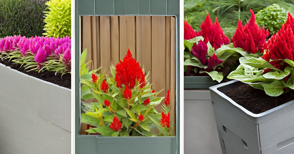 Celosia Flower Seeds – Mixed Color Ornamental Blooms for Your Home Garden SRI SAI FORESTRY