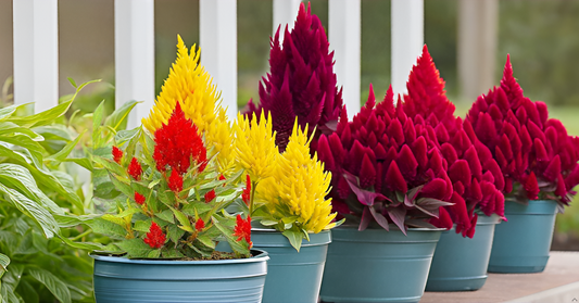 Celosia Flower Seeds – Mixed Color Ornamental Blooms for Your Home Garden SRI SAI FORESTRY