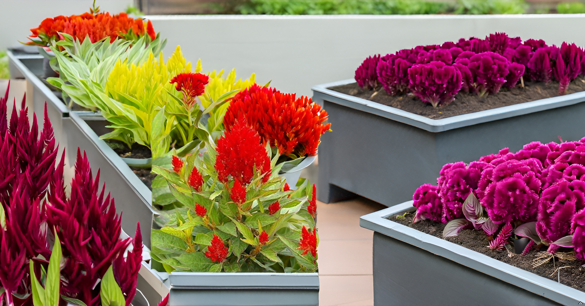 Celosia Flower Seeds – Mixed Color Ornamental Blooms for Your Home Garden SRI SAI FORESTRY