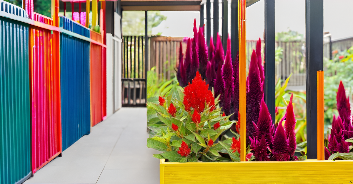 Celosia Flower Seeds – Mixed Color Ornamental Blooms for Your Home Garden SRI SAI FORESTRY