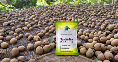 Sapota Seeds (Chikoo / Chiku / Manilkara zapota / Sapodilla) – Grow Your Own Sweet Tropical Delight! SRI SAI FORESTRY