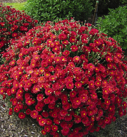Chrysanthemum (Sevanti, Shevanti) Flower Seeds Mixed Color Ornamental Plant Flower Seed SRI SAI FORESTRY