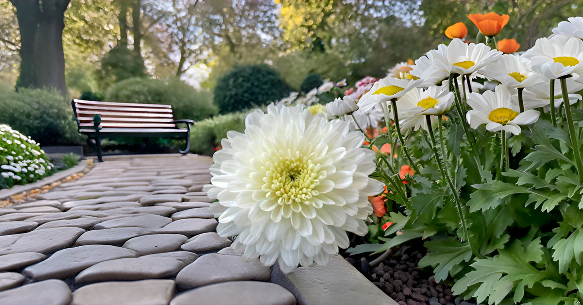 White Chrysanthemum (Sevanti, Shevanti) Mixed Flower Seeds Pack + Coco Coir (2 Disc) Ideal for Seed Germination for Home Garden SRI SAI FORESTRY