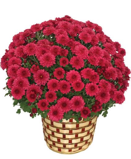 Chrysanthemum (Sevanti, Shevanti) Mixed Flower Seeds Pack + Coco Coir (2 Disc) Ideal for Seed Germination for Home Garden SRI SAI FORESTRY