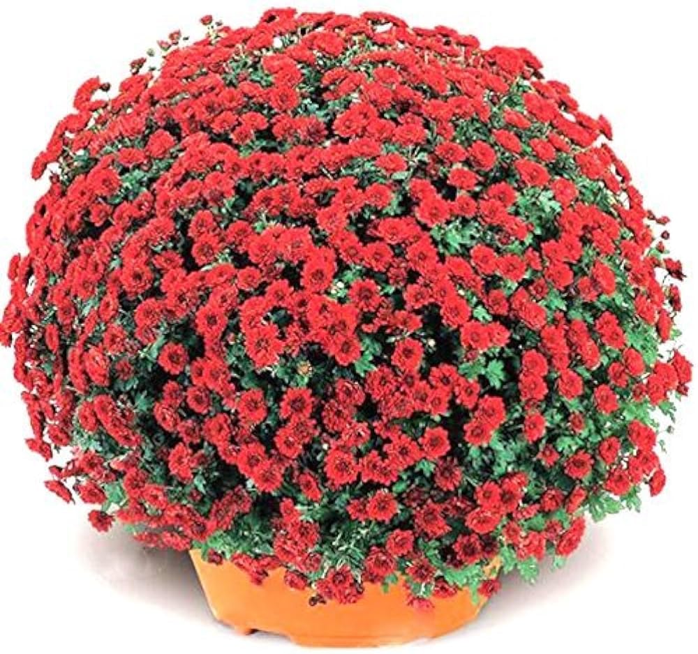 Chrysanthemum (Sevanti, Shevanti) Mixed Flower Seeds Pack + Coco Coir (2 Disc) Ideal for Seed Germination for Home Garden SRI SAI FORESTRY