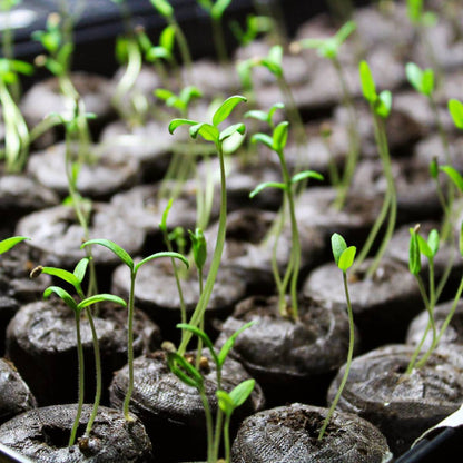 Coco Coir Pellets - 50mm - Organic Coconut Fiber Soil Conditioner for Gardening, Eco-Friendly Seed Starter & Hydroponic Growing Medium, 100% Natural Coco Pellets for Plants SRI SAI FORESTRY