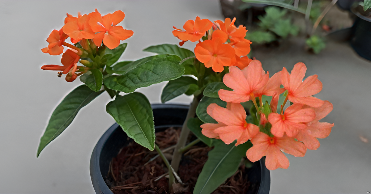 Kanakambaram Flower Seed | Crossandra Flower Seeds SRI SAI FORESTRY