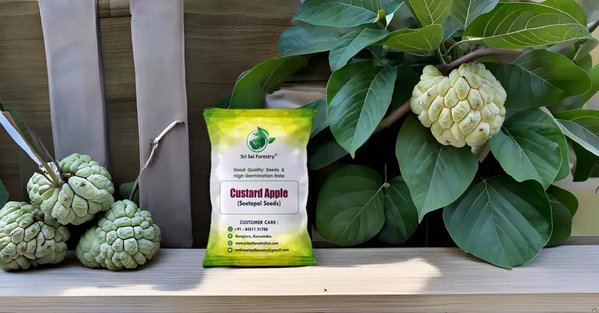 Custard Apple Seeds | Sitaphal Plant Seeds SRI SAI FORESTRY