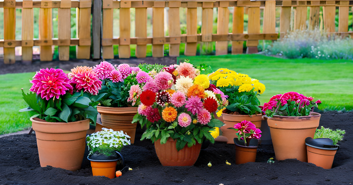 Dahlia Flower Seed – Mixed Color Ornamental Plant Seeds for Garden, Balcony & Terrace SRI SAI FORESTRY