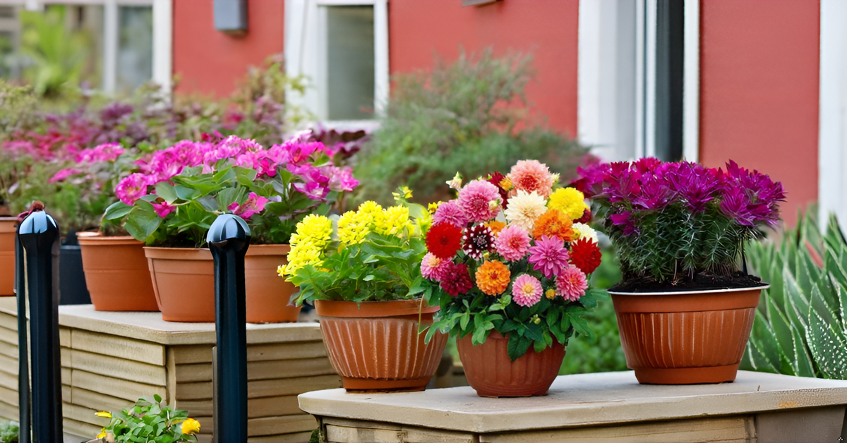 Dahlia Flower Seed – Mixed Color Ornamental Plant Seeds for Garden, Balcony & Terrace SRI SAI FORESTRY