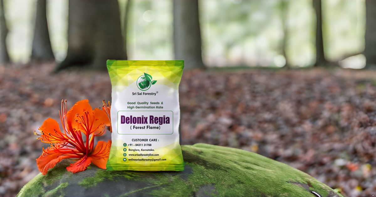 Delonix Regia (Gulmohar) Tree Seeds – Fiery Flowering Tree for Avenues and Landscapes SRI SAI FORESTRY