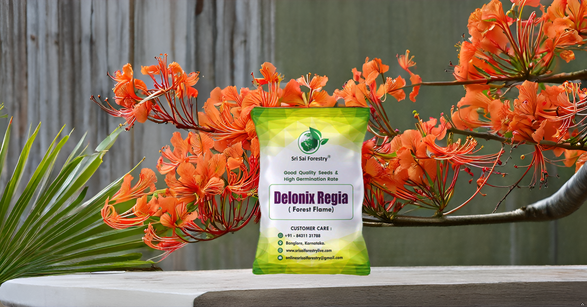 Delonix Regia (Gulmohar) Tree Seeds – Fiery Flowering Tree for Avenues and Landscapes SRI SAI FORESTRY