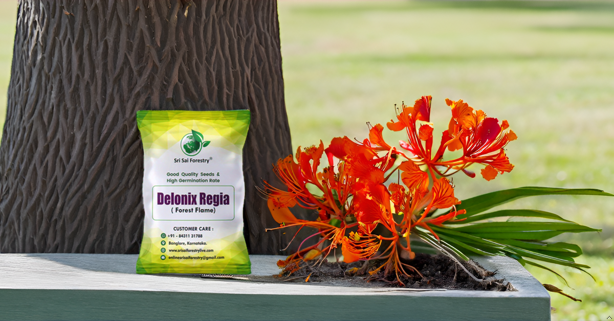 Delonix Regia (Gulmohar) Tree Seeds – Fiery Flowering Tree for Avenues and Landscapes SRI SAI FORESTRY