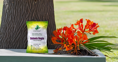 Delonix Regia (Gulmohar) Tree Seeds – Fiery Flowering Tree for Avenues and Landscapes SRI SAI FORESTRY