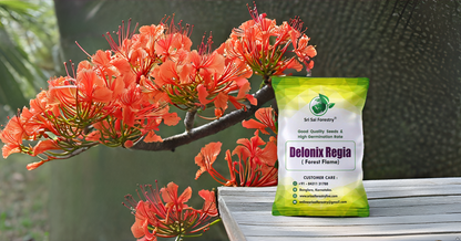 Delonix Regia (Gulmohar) Tree Seeds – Fiery Flowering Tree for Avenues and Landscapes SRI SAI FORESTRY