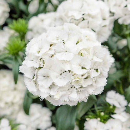 Dianthus 'Merry-Go-Round' – Indian Pink Garden Flower Seeds for a Colorful Balcony, Terrace & Garden SRI SAI FORESTRY